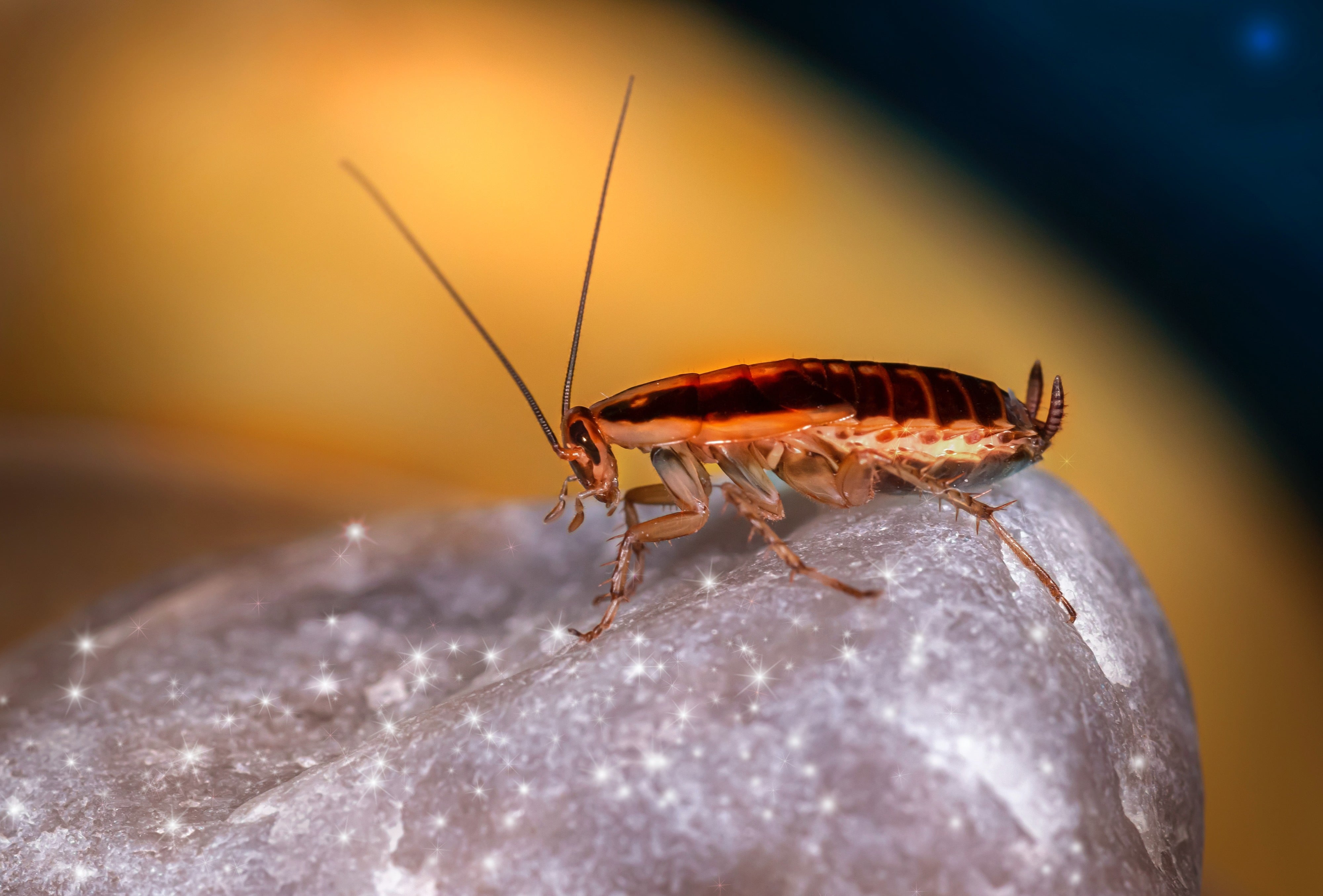 pest control for cockroaches